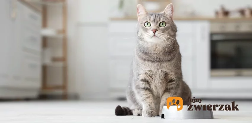 Jak długo kot może nie jeść?