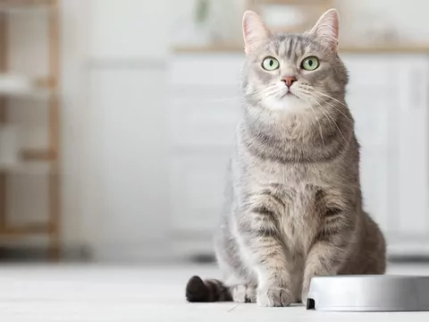 Jak długo kot może nie jeść?