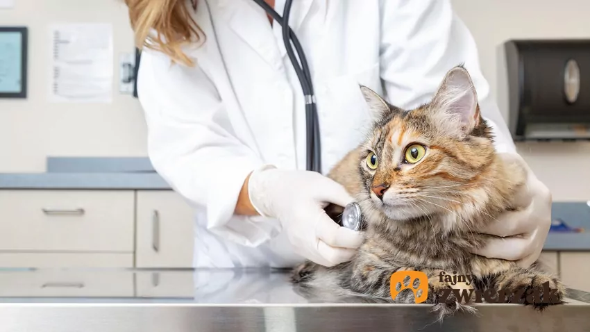 Jeśli dorosły, zdrowy kot nie tknął jedzenia przez 24 godziny, musi trafić do gabinetu weterynaryjnego Kot osłuchiwany stetoskopem