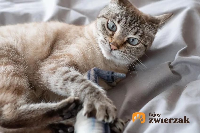 W większości przypadków „koci młynek” podczas zabawy zabawkami jest oznaką ekscytacji i służy rozładowaniu energii Kot i zabawka w kształcie ryby