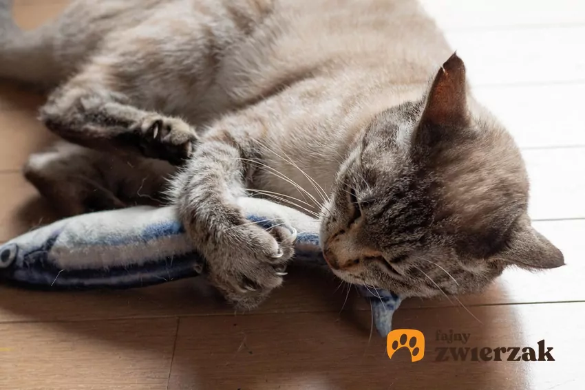 „Koci młynek" to nic innego jak końcowy element łańcucha łowieckiego Kot kopie zabawkę