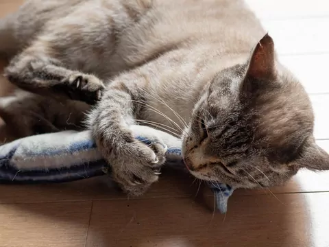 Co to jest „koci młynek”?