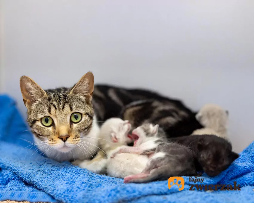 Kotka karmi kocięta