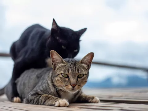 Jak wygląda współżycie kotów?