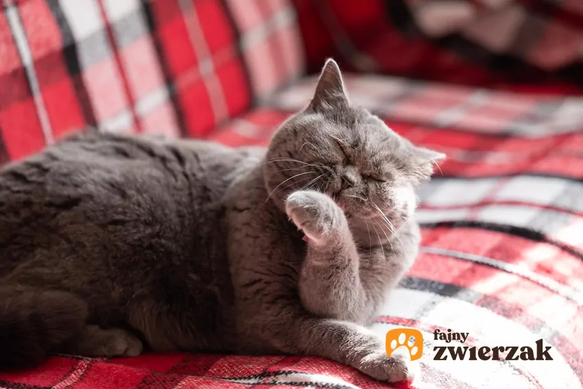 Kot myje łapkę