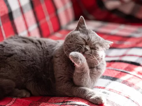 Dlaczego kot przestaje się myć?