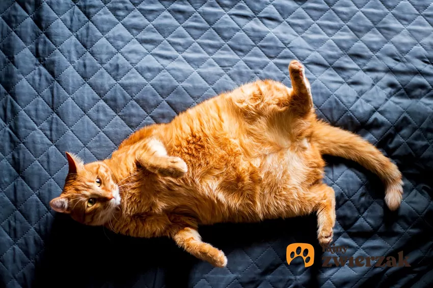 Rudy kot leży na plecach