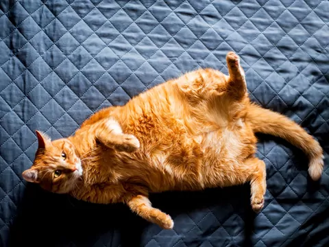 Dlaczego kot przewraca się na plecy?