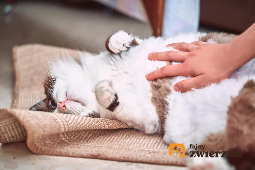Dłoń dotyka kociego brzucha
