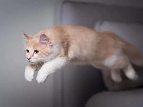 Dlaczego kot nagle przestaje skakać?