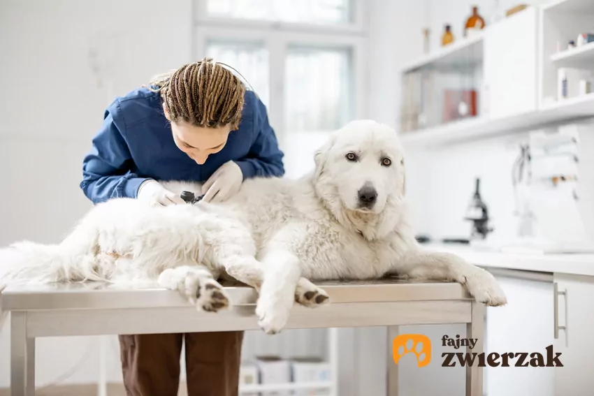 Pies oglądany przez weterynarza