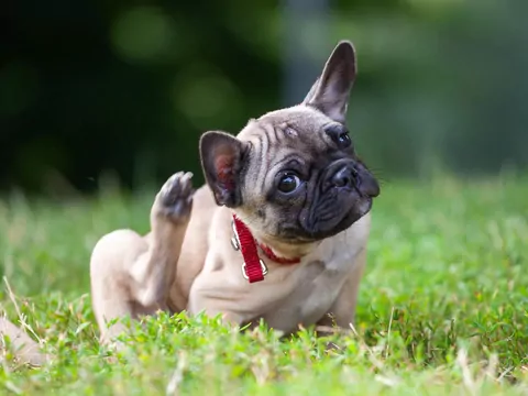 Dlaczego pies nadmiernie się drapie?