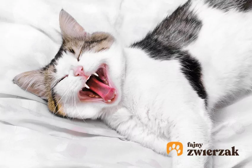 Kot z otwartym pyszczkiem