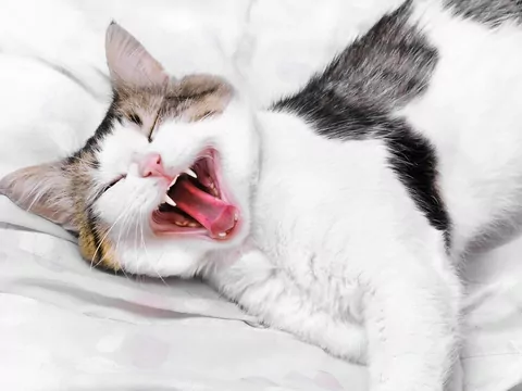 Dlaczego kot ma nieświeży oddech?