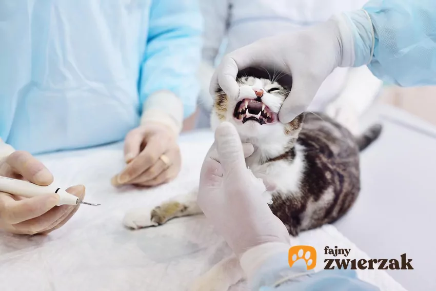 Kot badany przez weterynarza