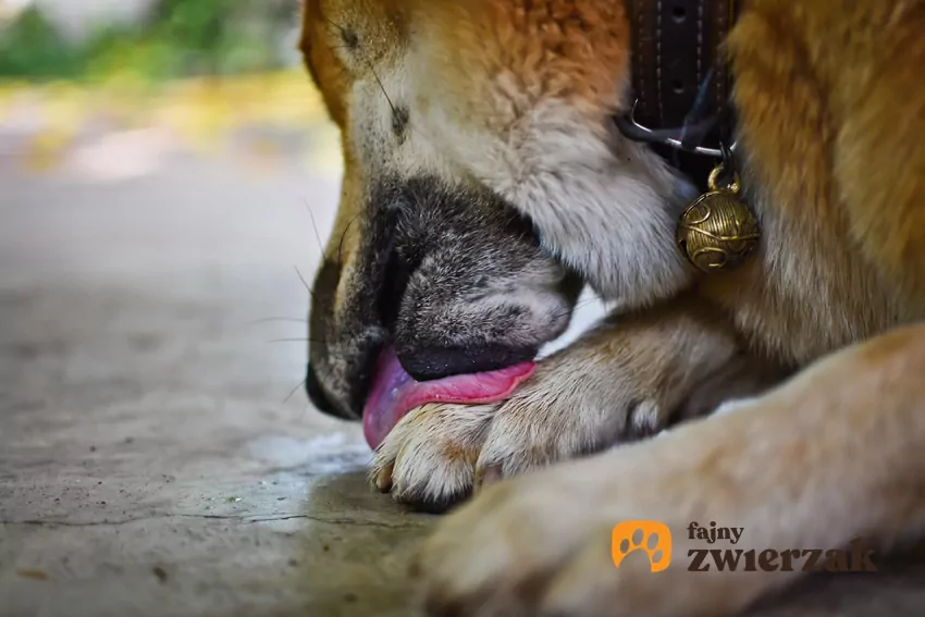 Pies liże łapkę