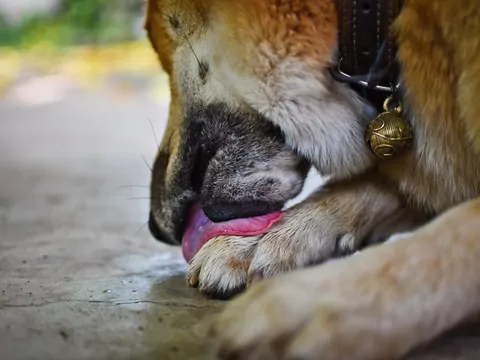 Dlaczego pies liże łapy częściej niż zwykle?