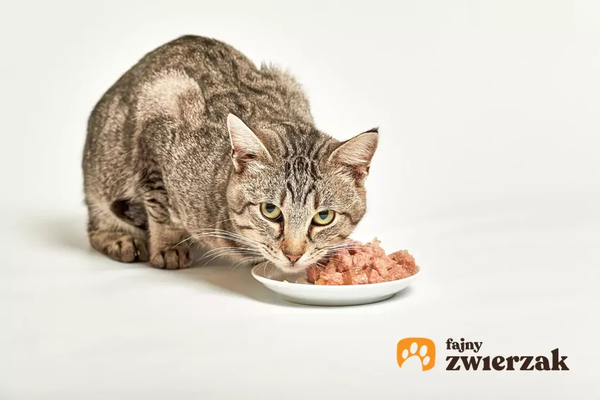 Kot pochyla się nad miską i patrzy w obiektyw