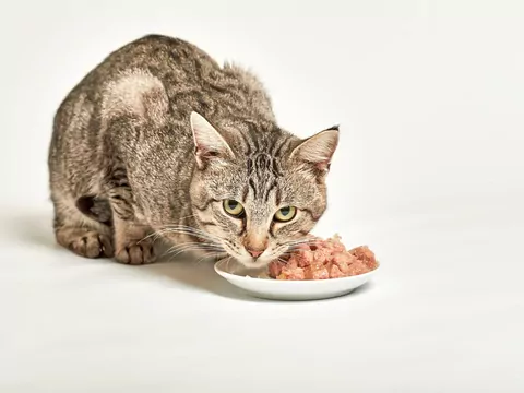 Dlaczego kot nagle traci apetyt na ulubioną karmę?