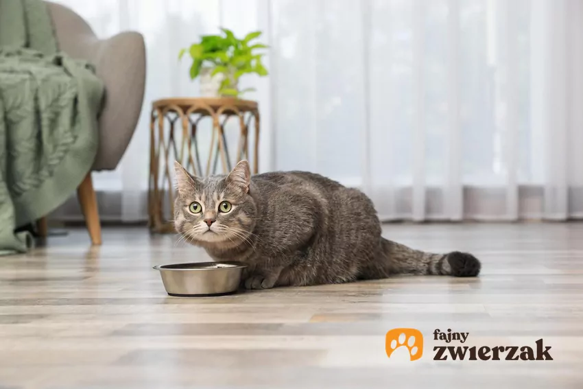 Kot leży nad miską