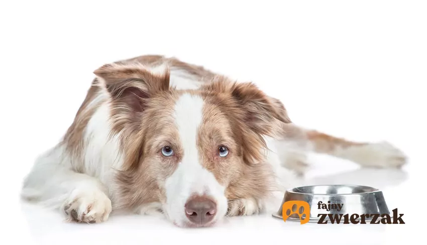 Pies leży koło miski