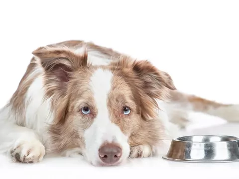 Problemy psa z trawieniem - przyczyny