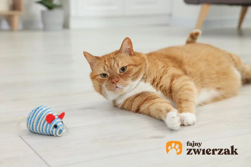 Dlaczego kot ignoruje zabawki?