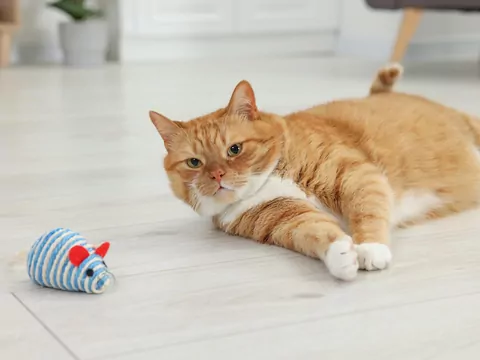 Dlaczego kot ignoruje zabawki?