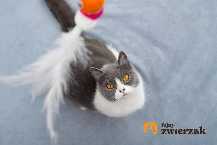 Kot patrzy na końcówkę wędki