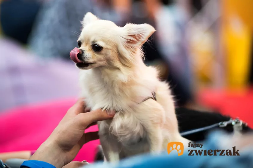 Mały pies oblizuje nos