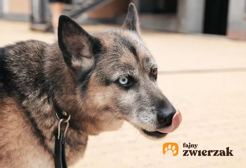 Zbliżenie psa oblizującego nos