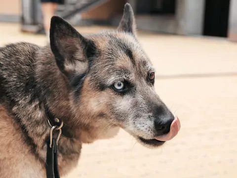 Dlaczego pies oblizuje nos?