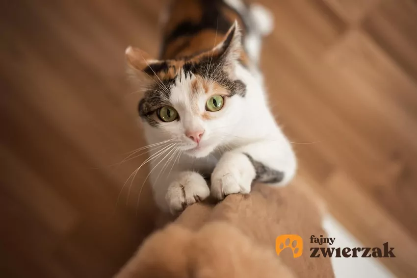 Kot drapie drapak i patrzy w obiektyw