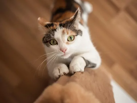 Dlaczego kot drapie w nocy?