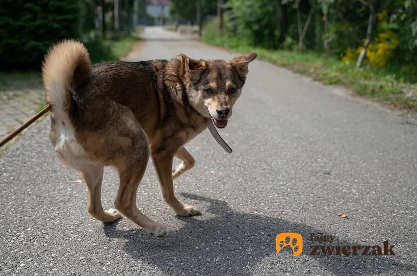 Radosny pies na spacerze patrzy na człowieka