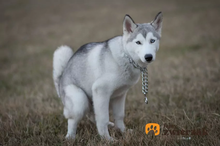 Pies husky robi kupę