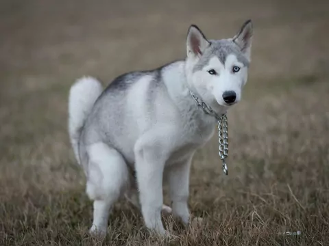 Dlaczego pies patrzy ci w oczy, gdy robi kupę?