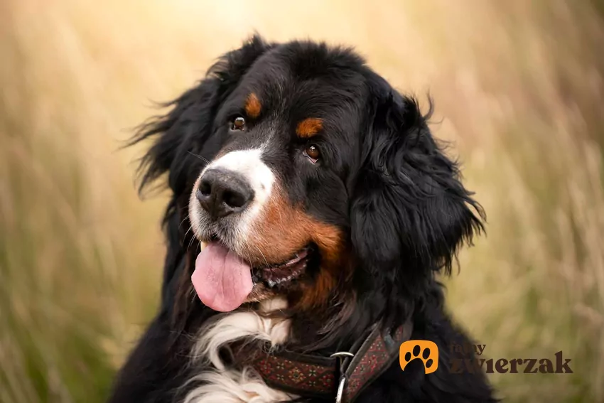 Pies berneńczyk na spacerze