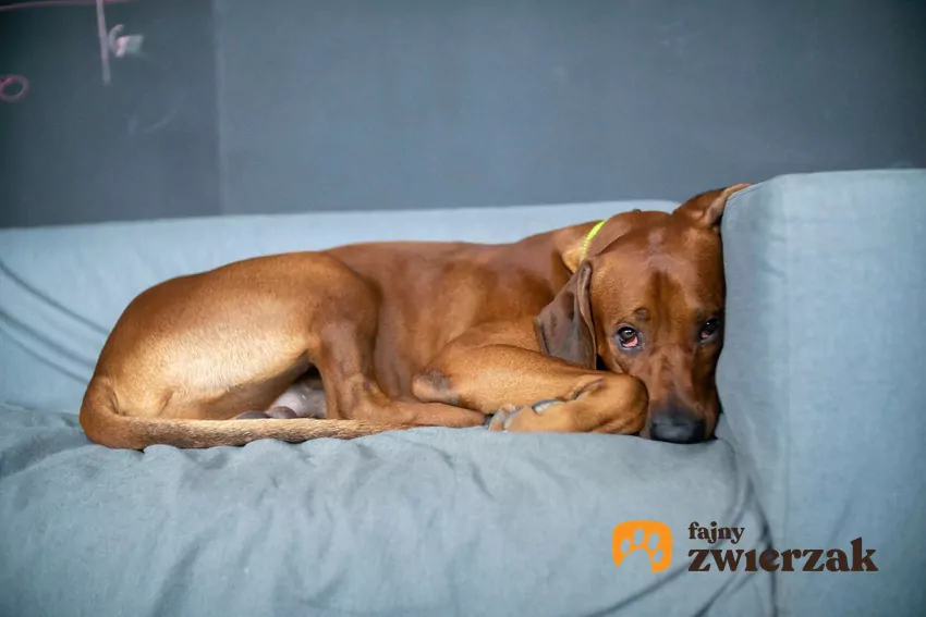 Dlaczego niektóre psy nie chcą wychodzić na spacer?