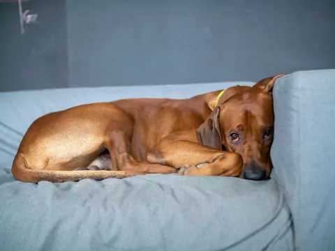 Dlaczego niektóre psy nie chcą wychodzić na spacer?