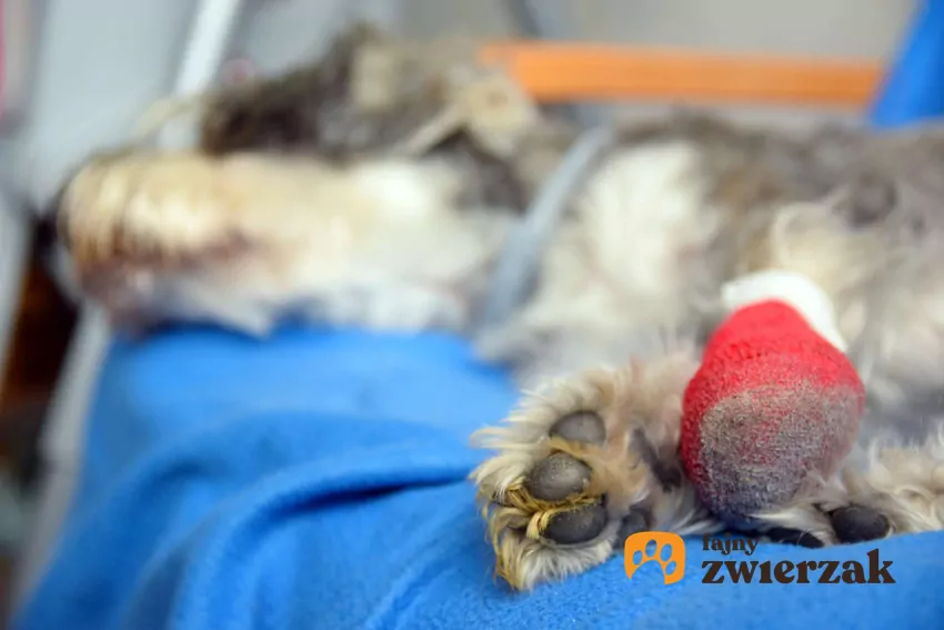 Pies leży po zabiegu