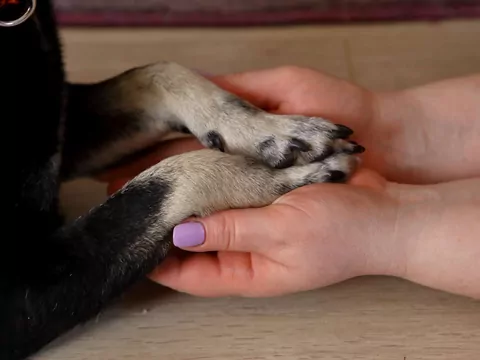 Dlaczego pies liże łapy?