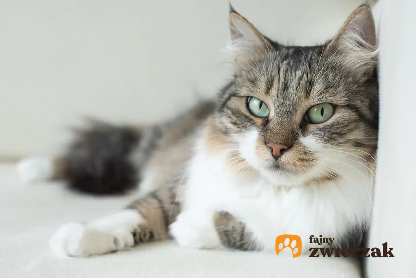 Kot leży i patrzy w obiektyw