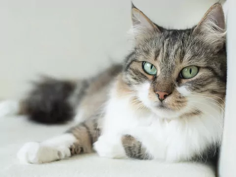 Dlaczego kot śledzi każdy twój ruch?