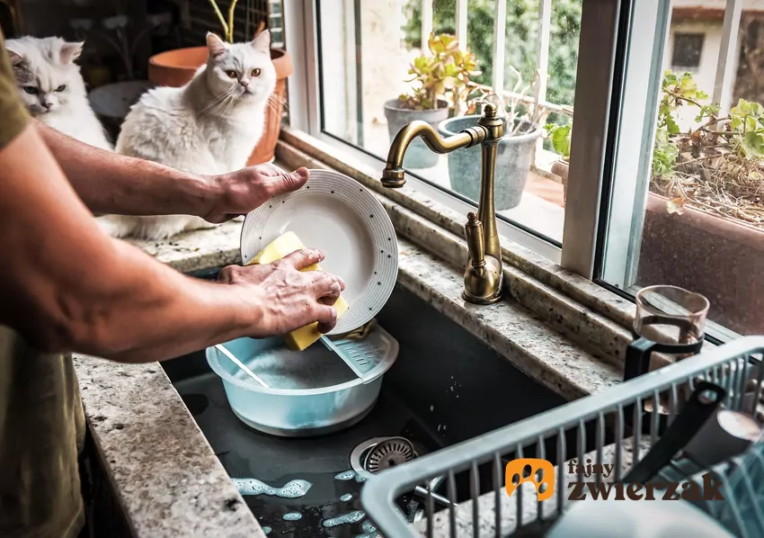Dwa koty siedzą obok zlewu, w którym człowiek myje naczynia