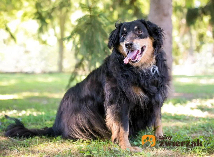 Otyły pies siedzi na trawie