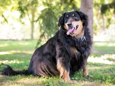 Dlaczego pies nagle tyje?