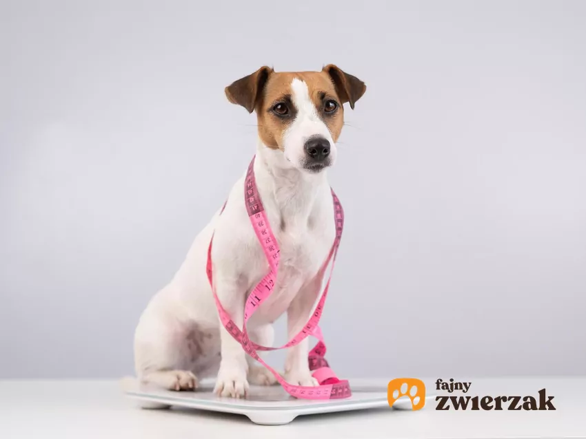 Pies owinięty centymetrem krawieckim siedzi na wadze