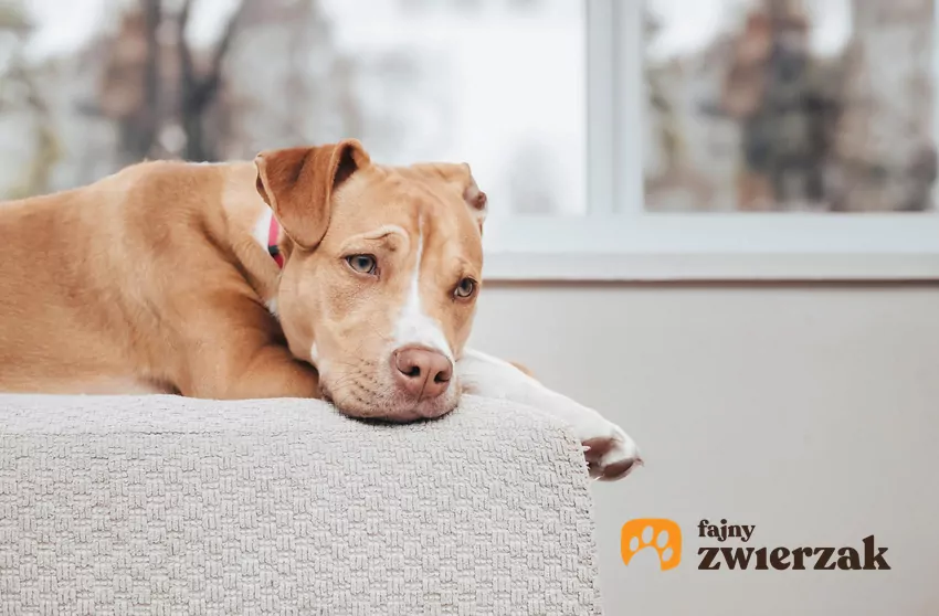 Czy pies potrafi się nudzić?