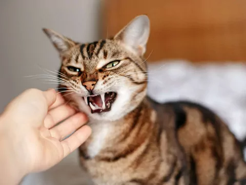 Kocia agresja po wizycie u weterynarza